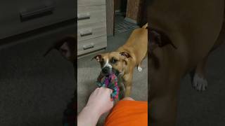 The dog takes away the toy #funny #cute #dog #viral #american