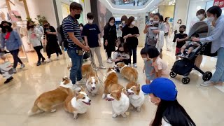 [Sub] This is the only large shopping mall in Korea that you can use with your dog.😊