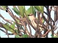 A Master Of Song Northern Mockingbird A Master Of Song Northern Mockingbird