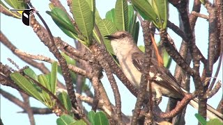 A Master of Song: Northern Mockingbird