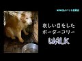 哀しい目をしたボーダーコリーWALK