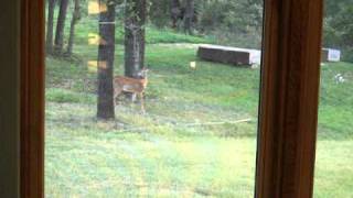 Fawn.AVI