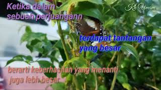 Kupu-kupu mulai punah???