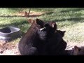 Sharing Three bear cubs cleaning each other (video) Love