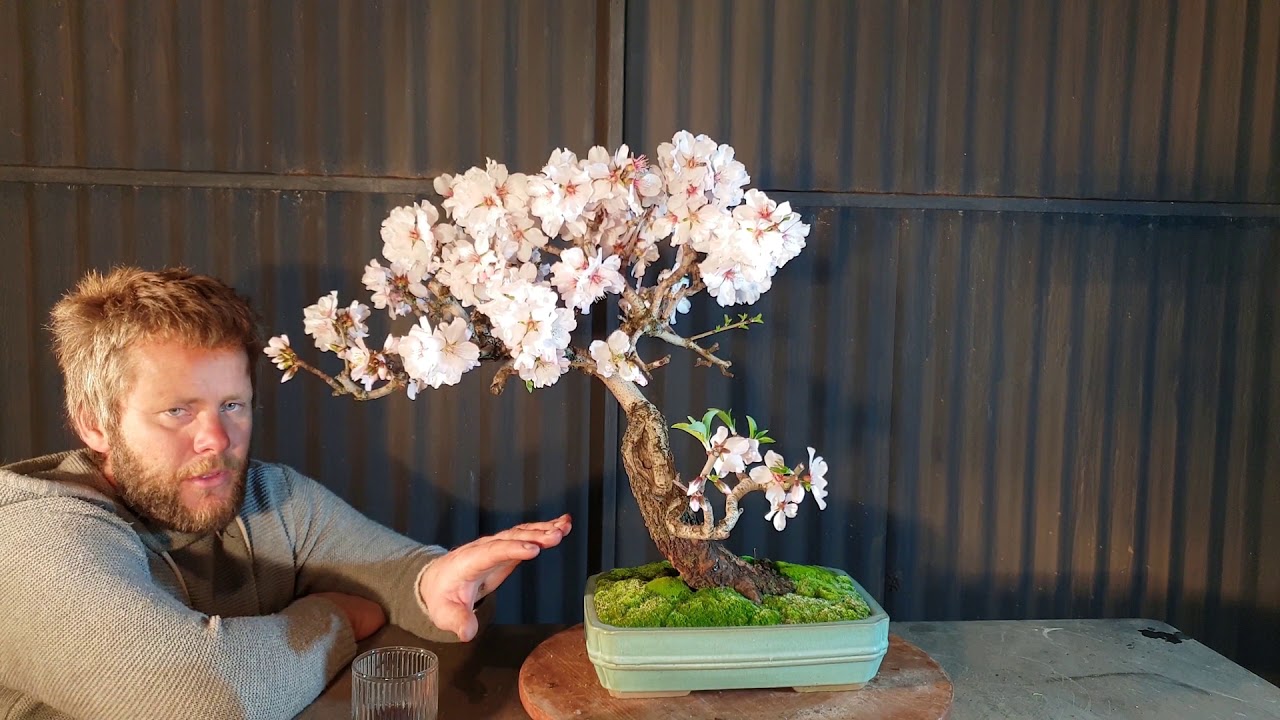 Almond blossom Bonsai, by Aussie Bonsai Bloke