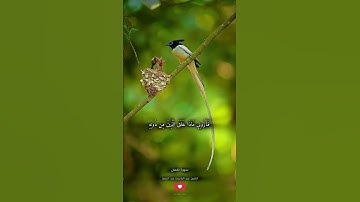 هذا خلق الله - سورة لقمان بصوت الشيخ / عبد الباسط عبد الصمد #قران_كريم