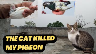 আজ সুবো সুবো পথ পথি উড়ায় || কুছ দিনো তক নতুন বাছা উড়ায় গা 🤫