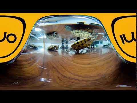Red Eared Sliders Yawning...360 videos