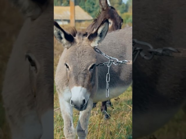 Русик против ослов #чегеря #ивлеева #реалити