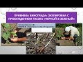 Прививка винограда:окулировка с пробуждением глазка "черным в зеленый", Хисамутдинов АФ