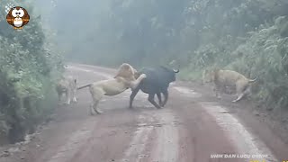 Perlawanan 1 Banteng Melawan Tiga Ekor Singa Sekaligus!! Menang Banteng??