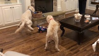 GoldenDoodles vs RC Car by Rhett Barkley 456 views 3 years ago 1 minute, 20 seconds