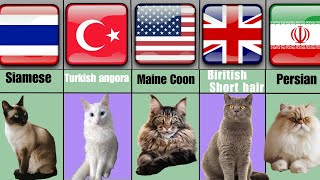 All Cats Breeds AZ With Their Location Of Origin