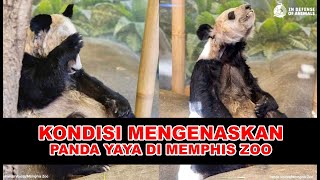 Amerika Menelantarkan Panda Yaya di Memphis Zoo