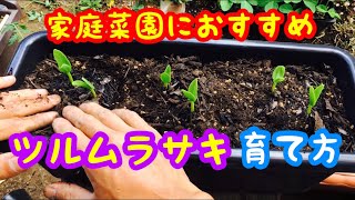 家庭菜園に最適 ツルムラサキの育て方 長く収穫できて美味しい夏野菜 プランターでも育てやすい Youtube