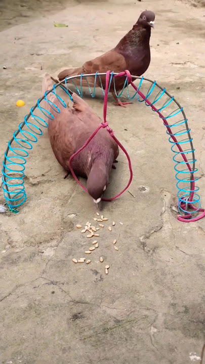 Create amazing bird trap pigeon // Creativity quick pigeon trap