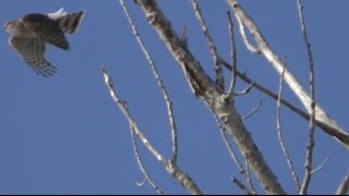 Sharp-shinned Hawk, 1/7/2017 (HD)