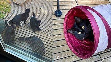 Woman Discovers Under The Door Many Stray Cats After Planting Catnip