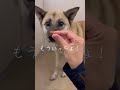 ももなちゃん:里親募集中のワンコin 福山譲渡センター #Shorts #保護犬 #里親募集  #里親 #殺処分 #ワンコ #犬 #雑種 #譲渡 #動物愛護 #飼い方 #保護 #かわいい #dog