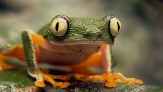 It's All The Same Thing: Mark Plotkin | Amazon Conservation Team