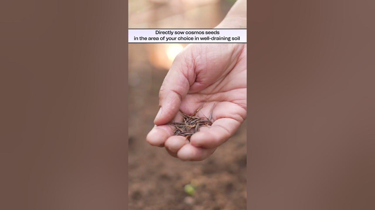 How to Grow Cosmos Flowers from Seeds at Home this Summer YouTube