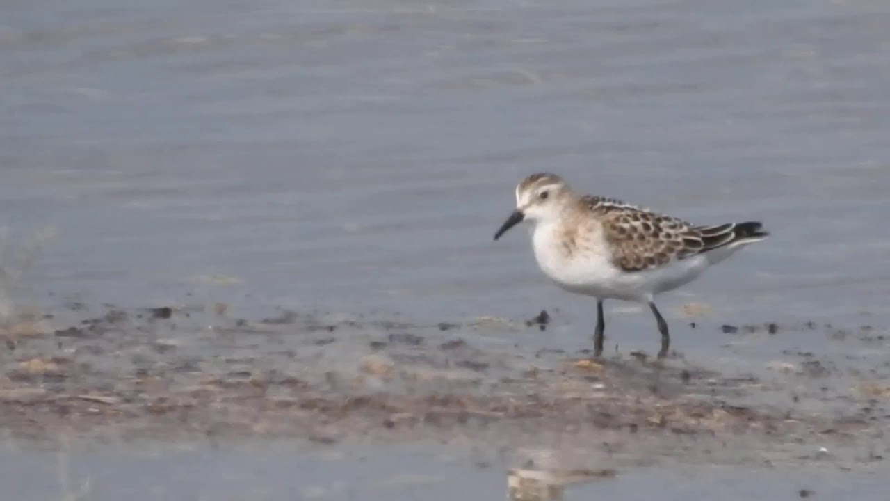 Little Stint , Gambecchio (Calidris minuta)
