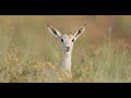 Animalia  the arabian desert in bloom