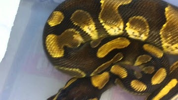 Enchi Calico & Pewter males! New Ball Pythons!