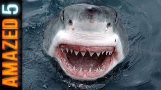 Top 5 Most dangerous Deadly Sea Creatures