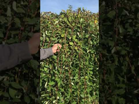 Video: Kozja vrba - vrtni ukras