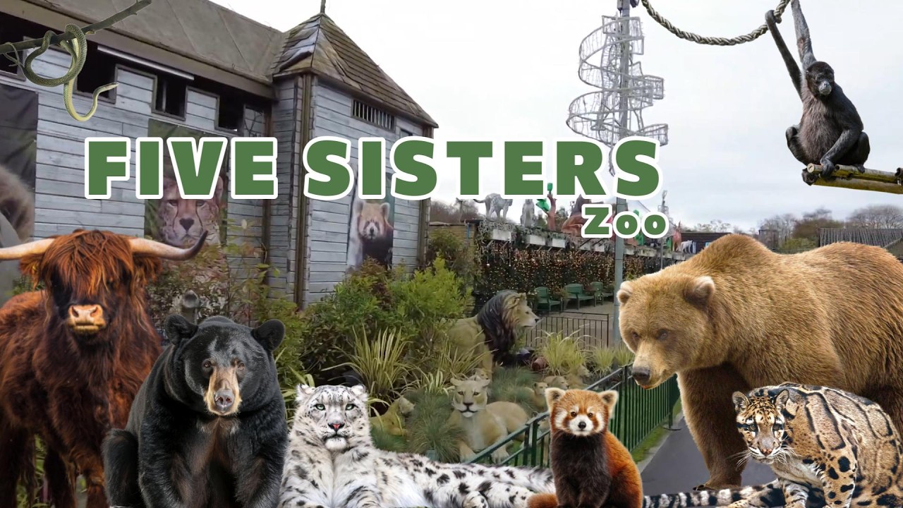The Most Heartfelt Zoo In The UK ?! l Five Sisters Zoo Review - YouTube