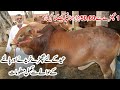 20 Sahiwal Calves Farm in Pakistan | Wacha Farming | Calves Farming in Urdu | Small Calves Farm