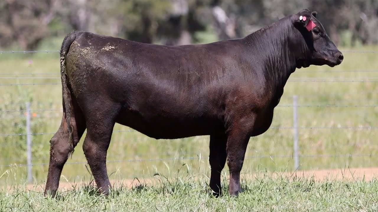 Lot 100 NZC22T136 KO Angus Heart of the Herd Female Sale 2023 - YouTube
