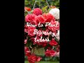 How to Plant Begonia Tubers | Get Ready For Summer! ☀️