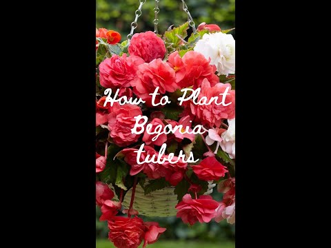 Video: How to grow begonia from a tuber and not only