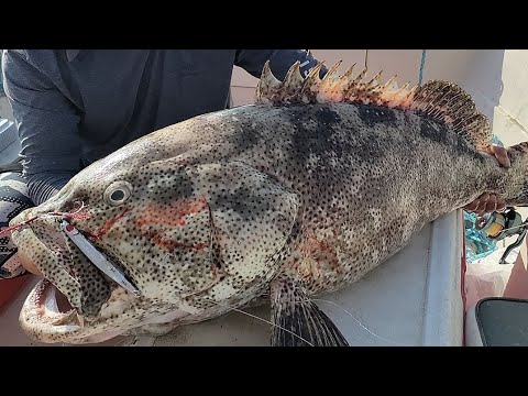 gaint grouper on