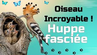Pourquoi la Huppe fasciée est un oiseau exceptionnel ?