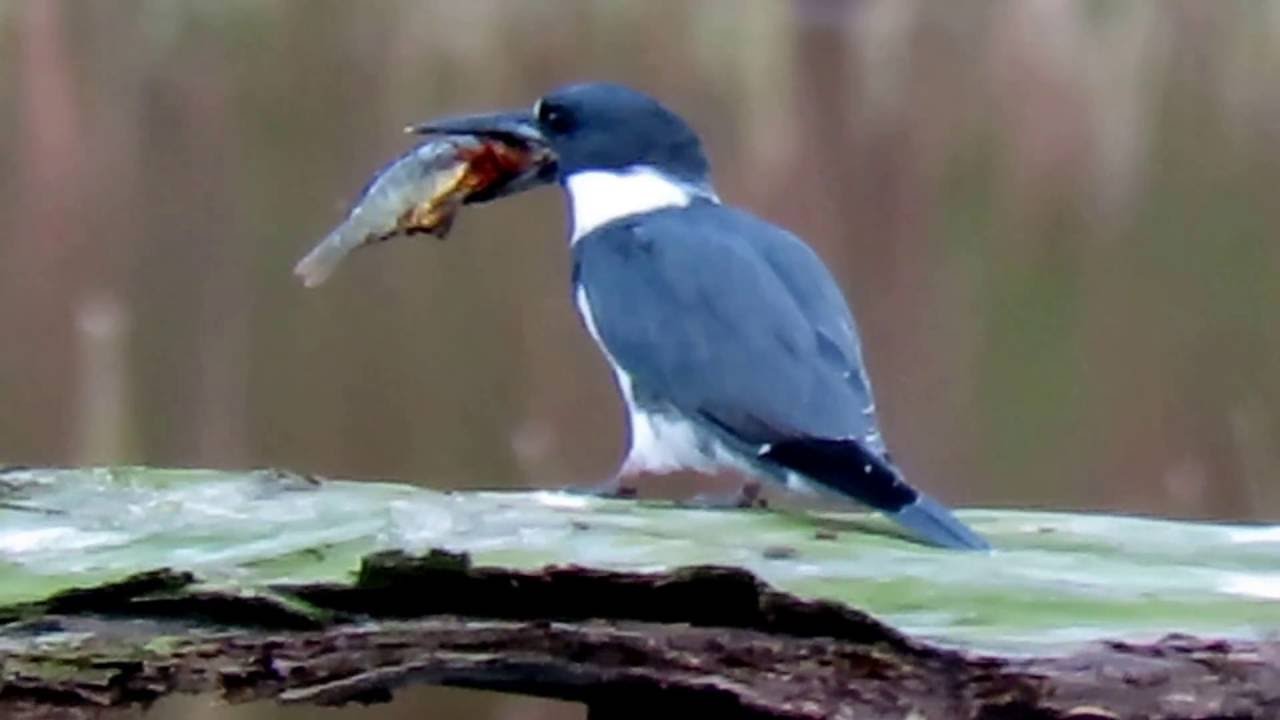 Belted kingfisher with fish - YouTube