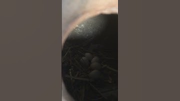 Java Eggs | Java Bird | Java Finch