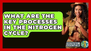 What Are The Key Processes In The Nitrogen Cycle? - Ecosystem Essentials