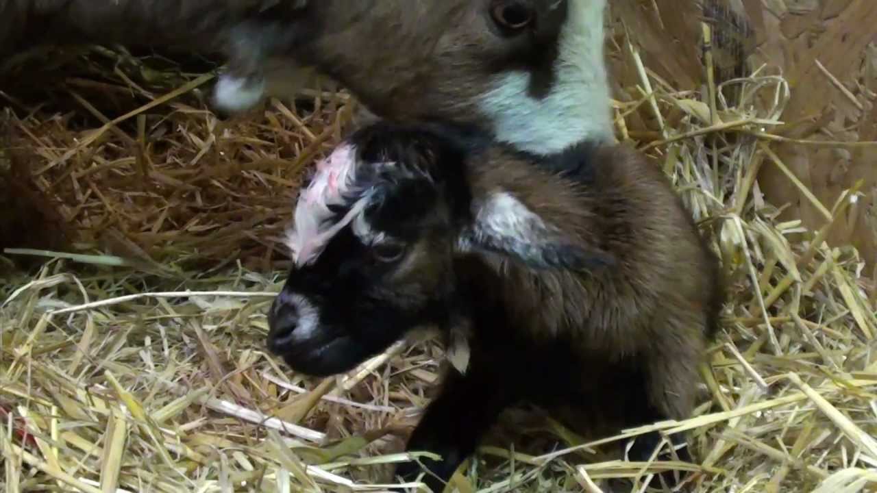 Pygmy goats birth 2012 YouTube