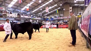 Bustach Du Cymreig - Dosbarth 2 | Welsh Black Steer - Class 2