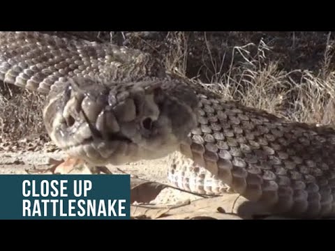 crotalus atrox toxoid for dogs BIG SNAKE CLOSE UPS!