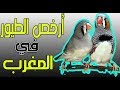 كم ثمن طيور الزيبرا في المغرب