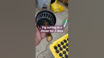 Fig cutting in a cloner for 3 days