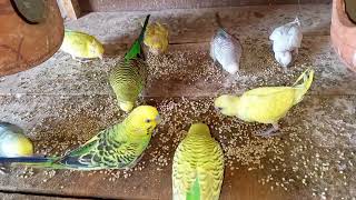 Australian Budgies Looks like Wow 😙 | #budgies #parrot #larkanasindh