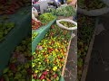 Bir çarşamba pazarı #pazar