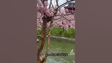 #راحه_نفسيه #تلاوه_مميزه #تلاوة_خاشعة #القرآن_الكريم