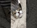 自認ねこ