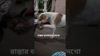 Check out the street love #doglover #pet #care #love #animals #puppy #joy #funnyvideos